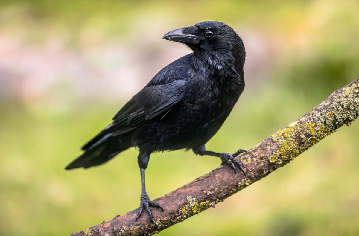 Erfahren Sie, wie Sie Krähen und Raben mit einfachen Mitteln aus Ihrem Garten oder vom Balkon vertreiben können. Von Vogelspikes bis hin zu Reflektoren und Laserpointern.