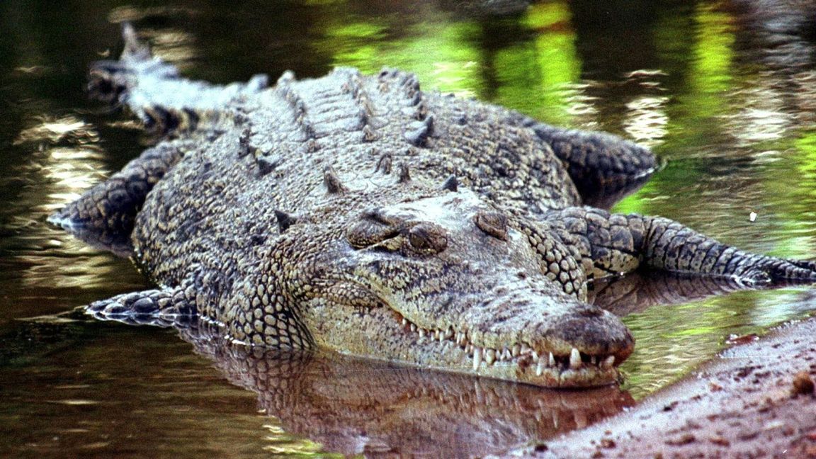125 Krokodile wurden in Thailand getötet. (Symbolfoto)