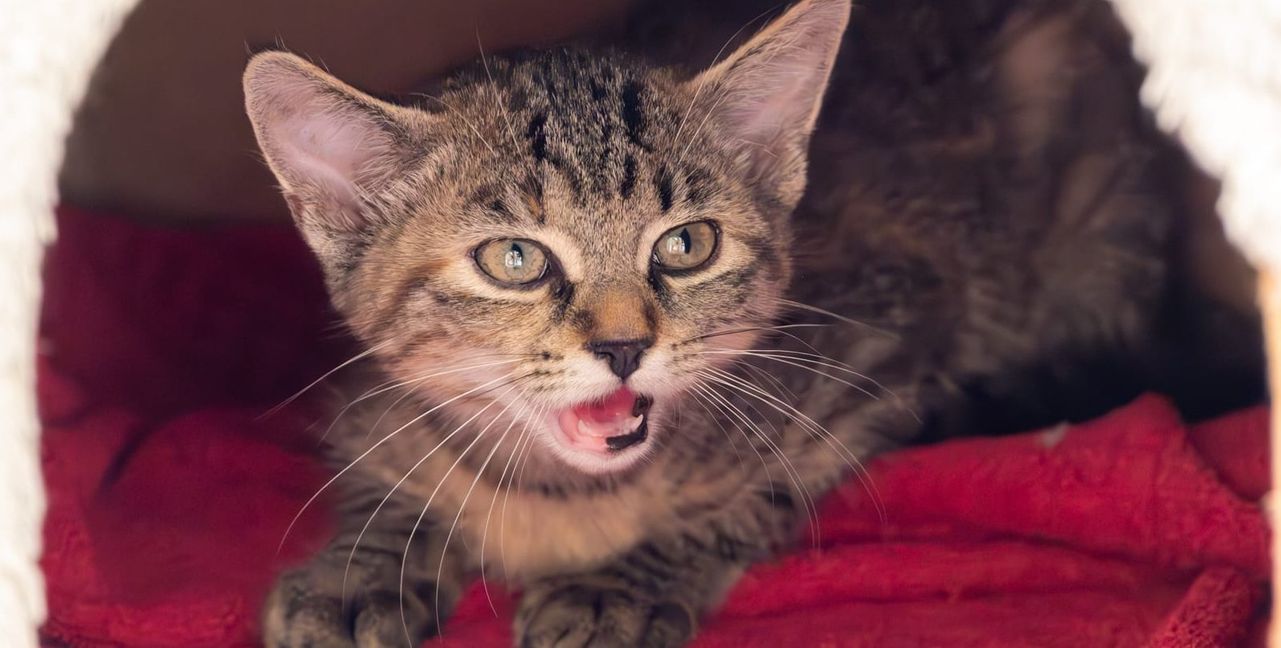 Auch diese kleine Katze im Böblinger Tierheim freut sich auf freundliche Besucher. Bild: z