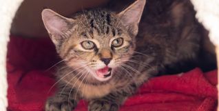 Auch diese kleine Katze im Böblinger Tierheim freut sich auf freundliche Besucher. 	Bild: z