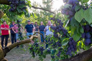 Obstbauern informieren sich bei jährlichen Zwetschgenrundgang über aktuelle Themen.