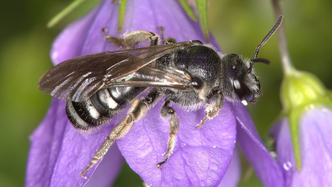 Die Glockenblumen-Schmalbiene ist deutlich kleiner als eine Honigbiene.