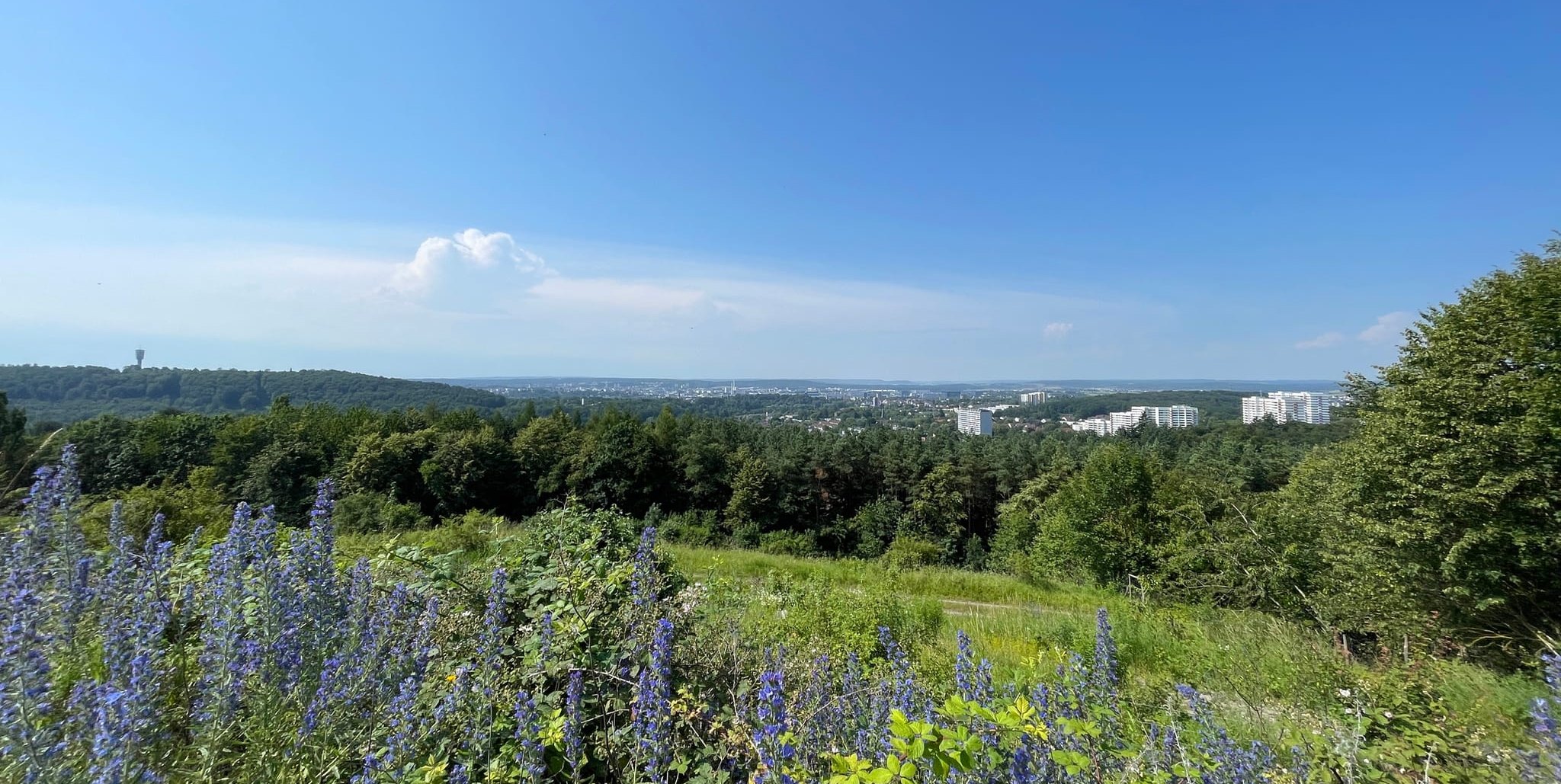 41 Prozent der Sindelfinger Gemarkung besteht aus Wald. Gut erkennbar, wenn man auf der Dachsklinge steht und hinunter blickt.