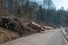 Bereits im Februar diesen Jahres waren Waldarbeiten entlang der K1001 im Maurener Tal notwendig. Bild: Nüßle