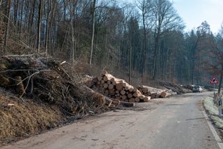 Bereits im Februar diesen Jahres waren Waldarbeiten entlang der K1001 im Maurener Tal notwendig. 	Bild: Nüßle