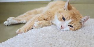 Jede Katze hat ihiren eigenen Charakter. Und manchmal ist sie einfach müde.