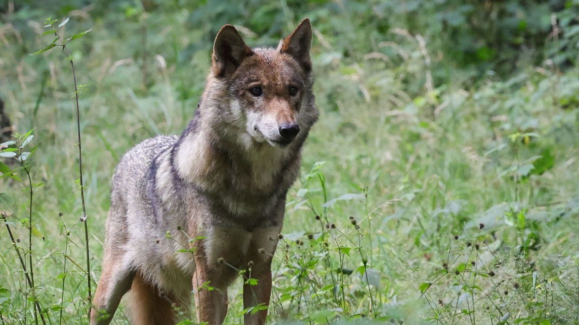 Es ist ein Hin und Her im Streit um den Abschuss eines Wolfs im Nordschwarzwald. (Symbolbild)