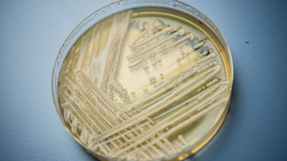 Der Hefepilz Candidozyma auris (früher bekannt als Candida auris).