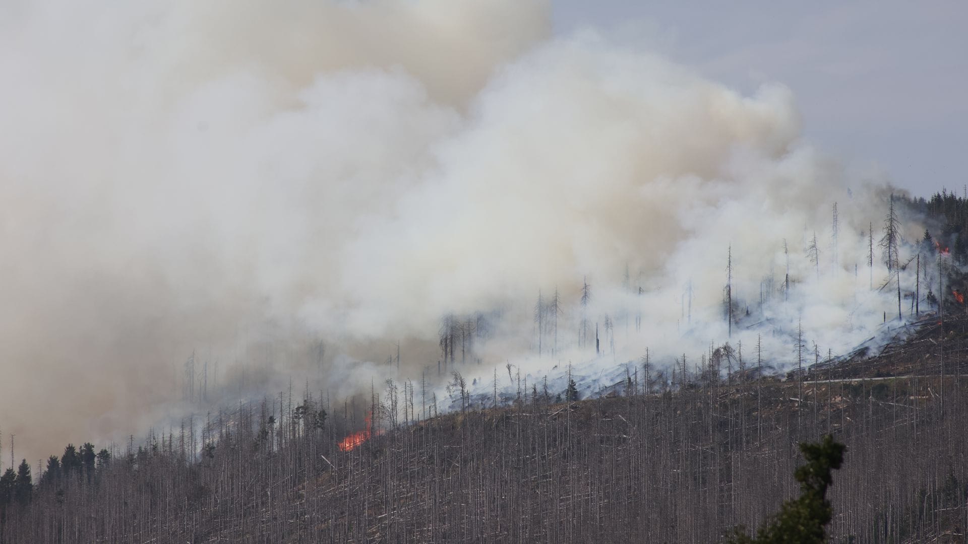 Vor zwei Jahren hatte der Landkreis Harz den Katastrophenfall wegen eines Brandes am Brocken ausgerufen - jetzt ist dort wieder ein Feuer ausgebrochen (Foto aktuell).