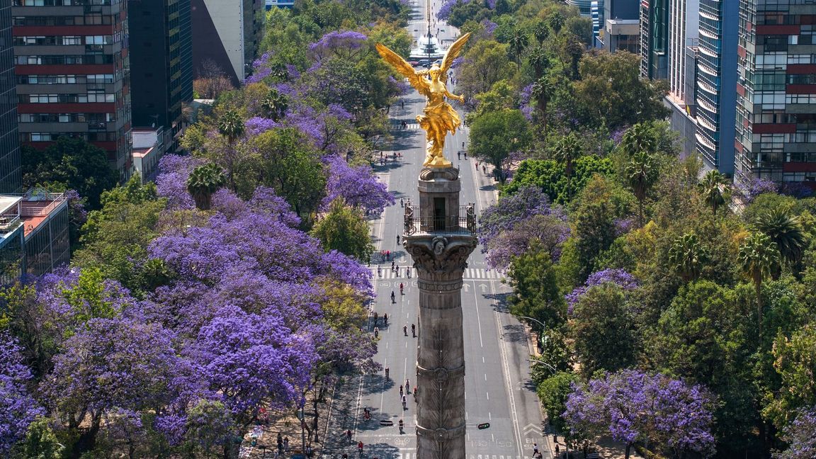 Blühende Jacaranda-Bäume entlang der Avenida Reforma in Mexiko-Stadt. (Archivbild)