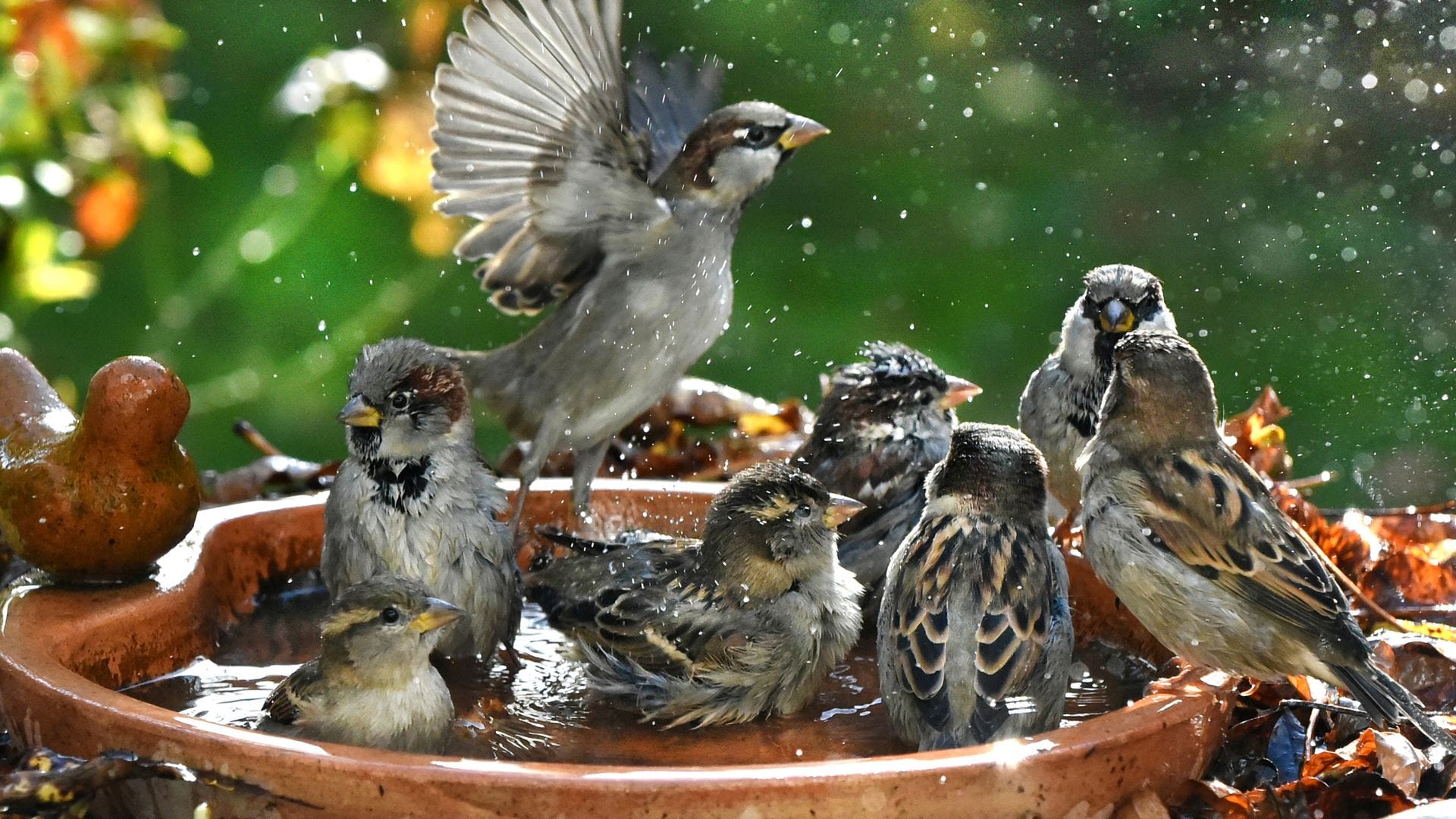 Haussperlinge baden in einer Vogeltränke.