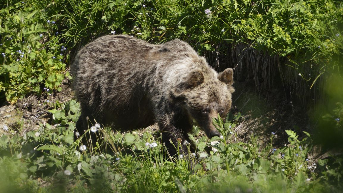 In der Slowakei gibt es mehr als tausend frei lebende Braunbären.