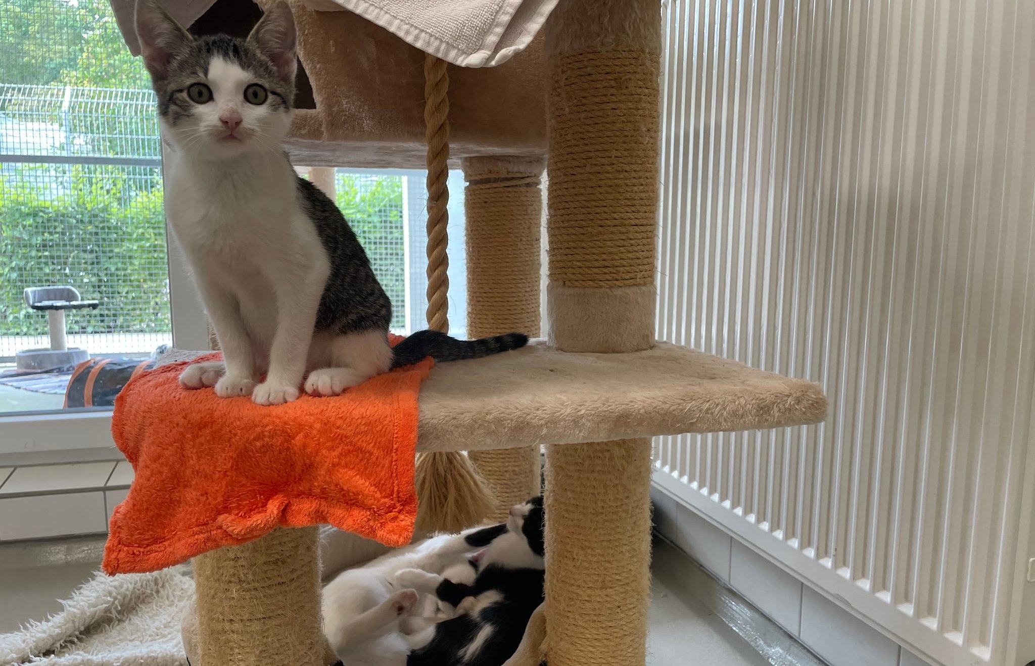 Die SZ/BZ war auch 2023 im Kreistierheim: Viele Jungtiere tummelten sich dort, oft Nachkommen von freilebenden Katzen.