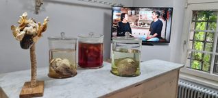 Unser Foto zeigt David Stilles „Rinderherzen“ vor laufender Kamera zum Interview mit Barbara Ehnes.