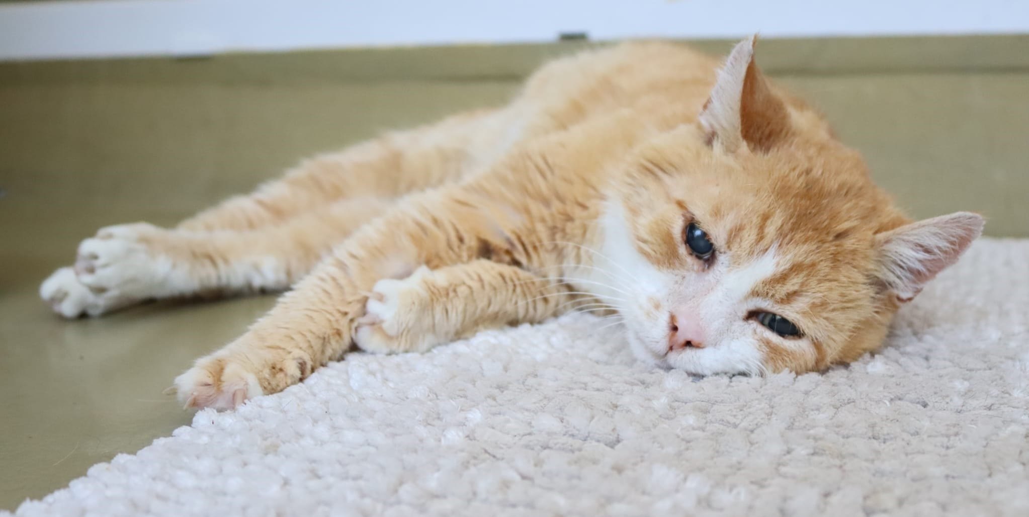 Viele Katzen im Kreistierheim Böblingen suchen ein liebevolles Zuhause.