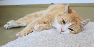 Viele Katzen im Kreistierheim Böblingen suchen ein liebevolles Zuhause.