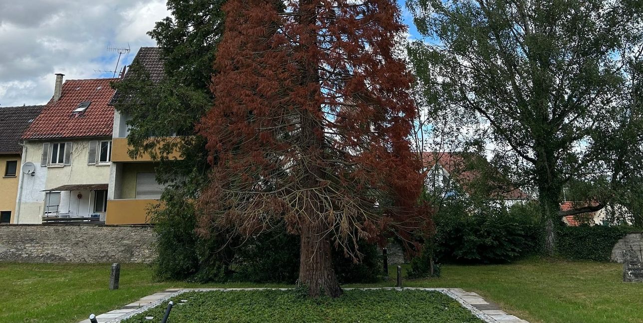 Der Baum muss wegen einer Pilzerkrankung gefällt werden.