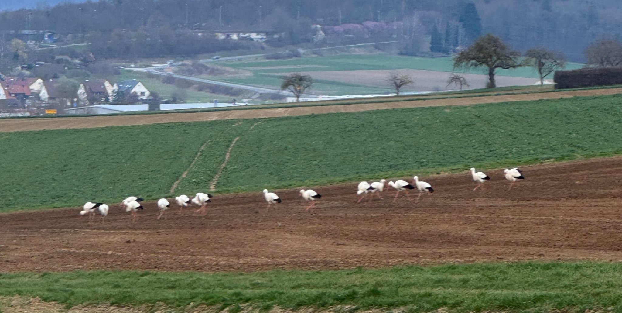 Störche in der Nähe von Maichingen.