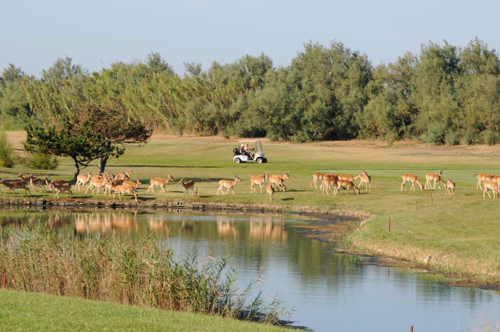 Damwild-Herde auf dem Golfplatz von Albarella. Bild: Mirco Toffolo