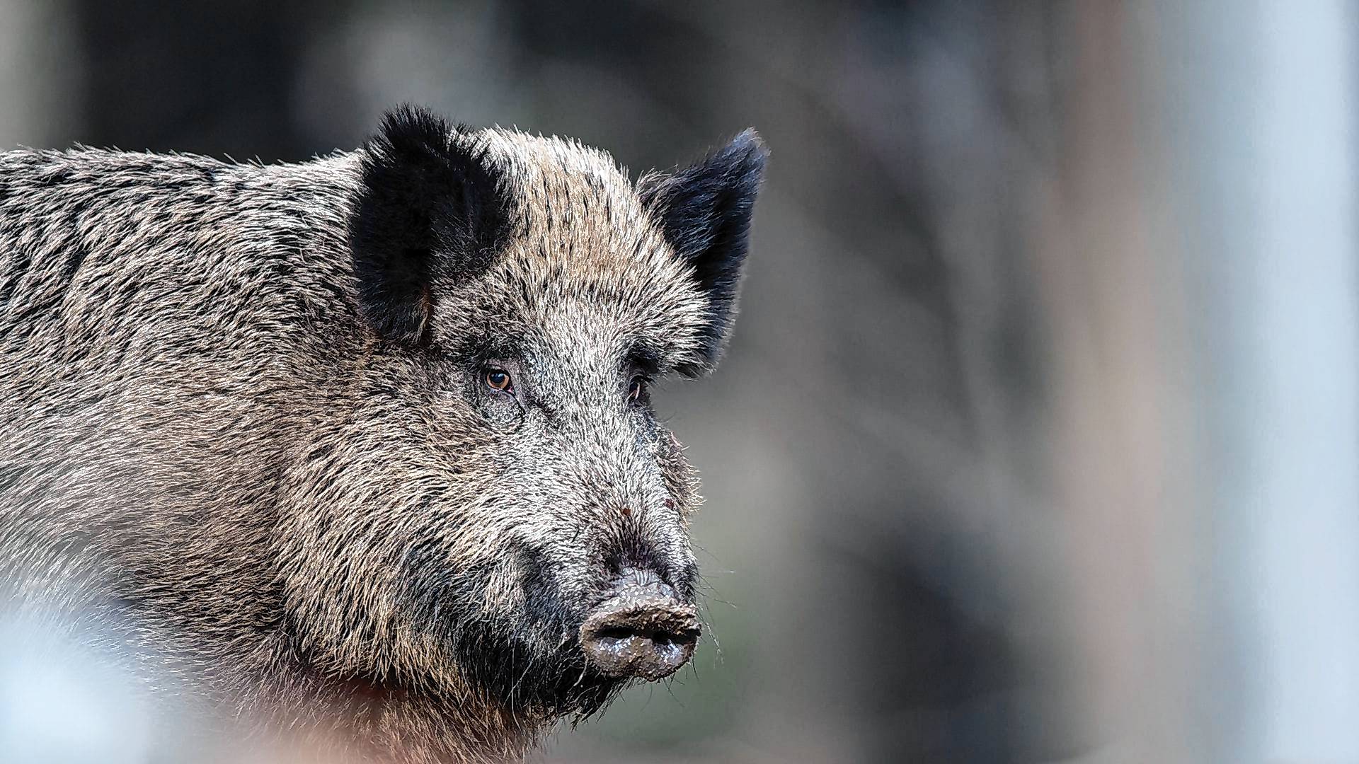 Die für den Menschen ungefährliche Viruserkrankung betrifft Haus- und Wildschweine und verläuft fast immer tödlich. (Symbolbild)