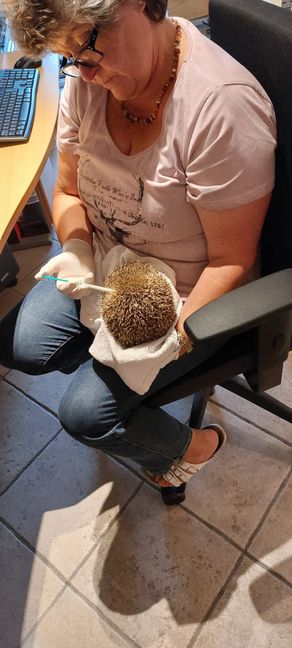 Anja Bonwetsch kümmert sich um einen Igel.