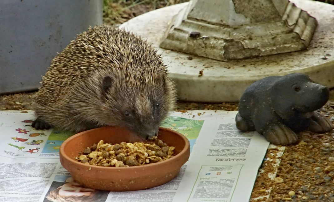 Guten Appetit!Bilder: Kuppinger/z