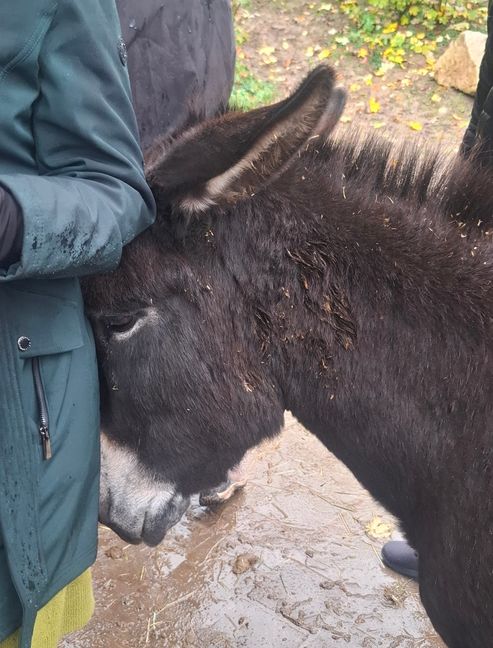 Dieser Esel hat sich seine Streicheleinheiten abgeholt.