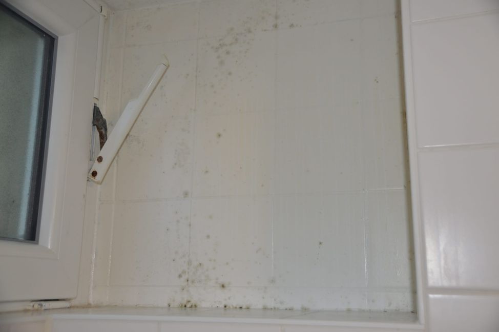 Schimmel an der Wand auf dem Jungen-WC an der Gemeinschaftsschule Goldberg.