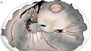 Eine digitale 3D-Rekonstruktion der segmentierten Knochen.