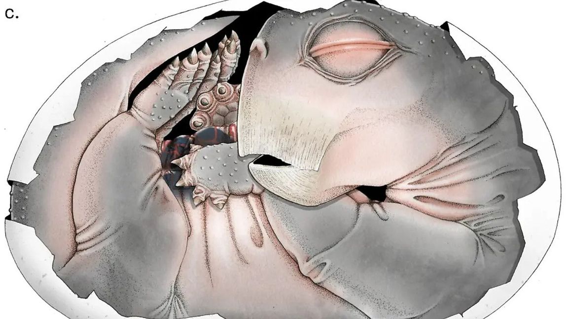 Eine digitale 3D-Rekonstruktion der segmentierten Knochen.