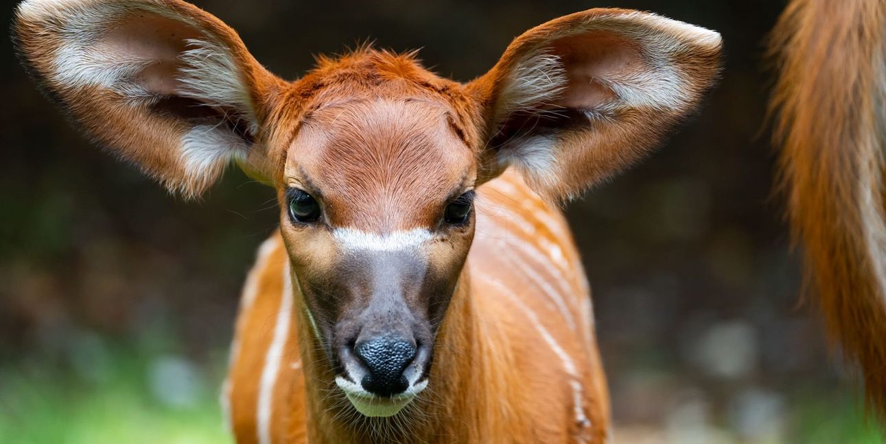 Ab sofort ist das Jungtier der Bongos auf seiner Außenanlage zu sehen.