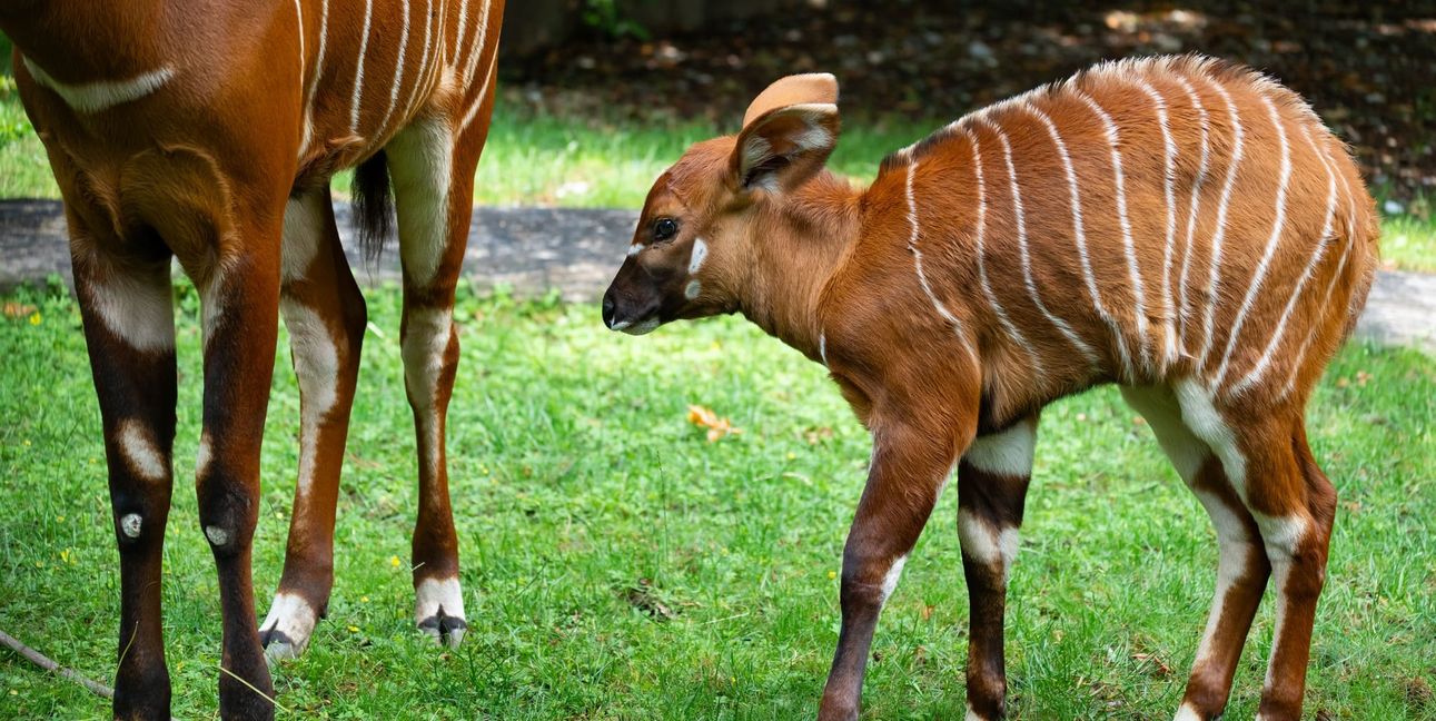 Das Kalb in Gesellschaft seiner Artgenossen.