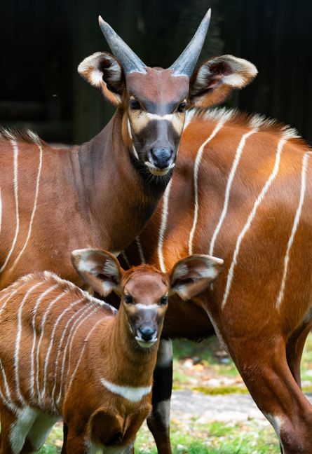 Das Kalb in Gesellschaft seiner Artgenossen.