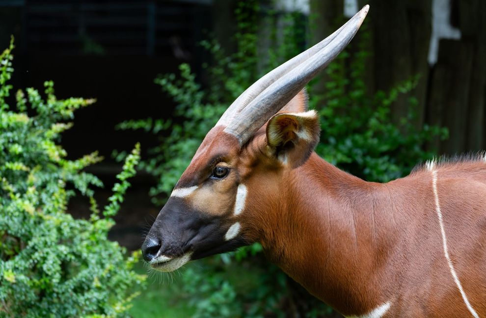 Charakteristisch für die ausgewachsenen Tiere sind ihre langen und beeindruckenden Hörner.