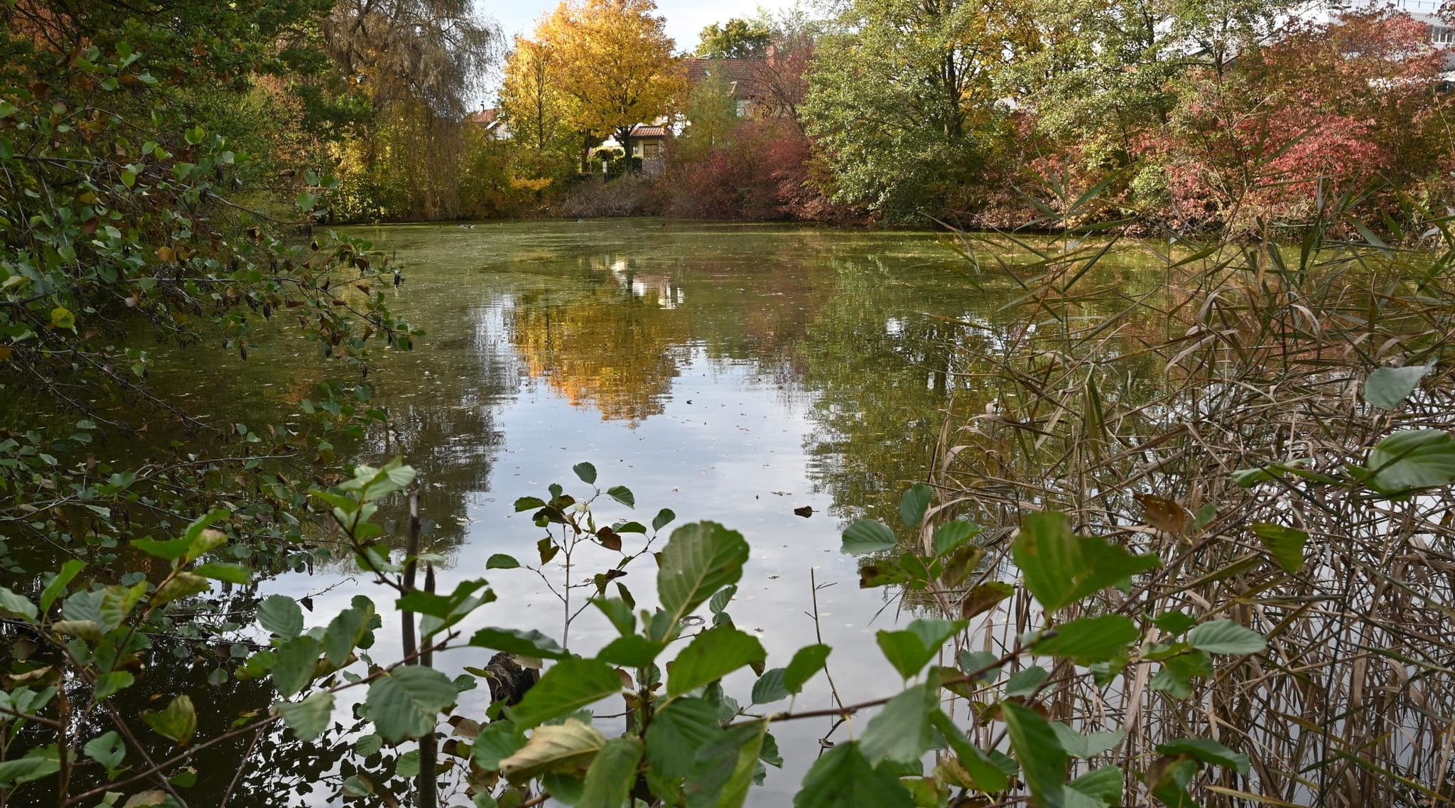 Der Magstadter Eissee, Das Wasser ist trüb und enthält vor allem im Sommer wenig Sauerstoff. Die Erneuerung des Sees und seiner Umgebung wird bis zu einer Million Euro kosten.