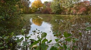 Der Magstadter Eissee, Das Wasser ist trüb und enthält vor allem im Sommer wenig Sauerstoff. Die Erneuerung des Sees und seiner Umgebung wird bis zu einer Million Euro kosten.
