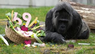 Zu ihrem Ehrentag gibt es einen Korb voller Gemüse für die Gorilla-Dame.