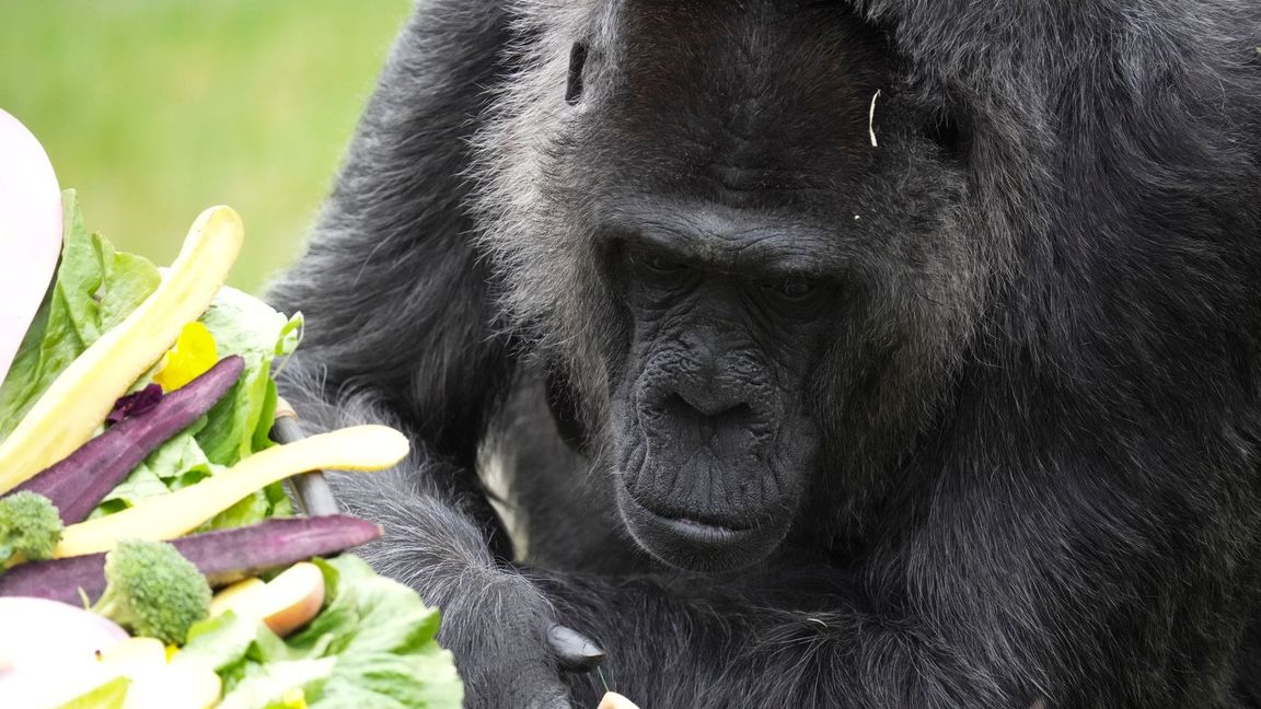 Seit mehr als sechs Jahrzehnten lebt Fatou im Berliner Zoo.