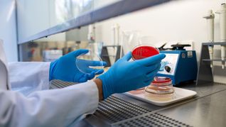 Die Zahl der registrierten Ehec-Infektionen in Mecklenburg-Vorpommern hat sich auf 17 erhöht. (Illustration)