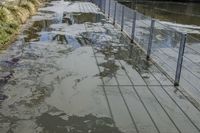 Feuerwehreinsatz am Goldbachsee.