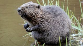 Den ganz hartnäckigen Fällen geht es nun an den Pelz.