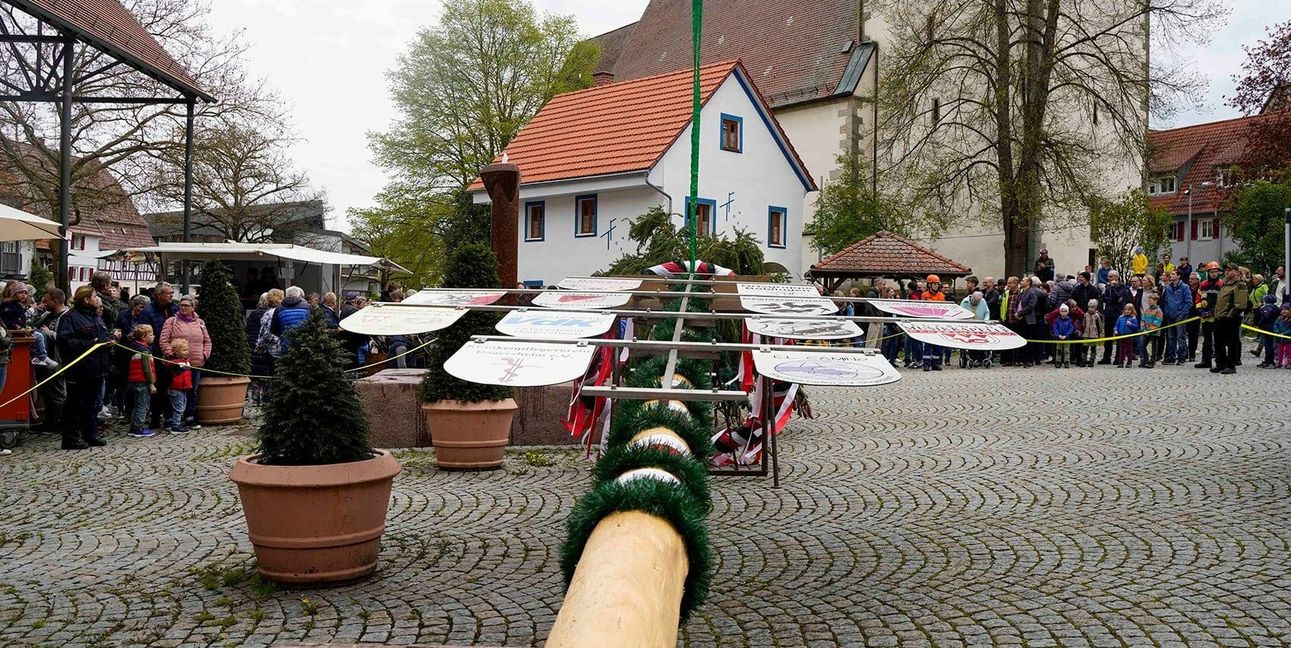 Gleich ist es soweit, und der Dagersheimer Maibaum steht.