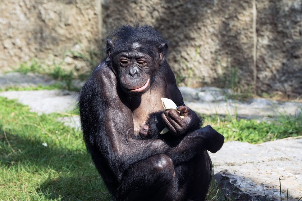 Babyglück bei den Bonobos: Chimba mit Jungtier.