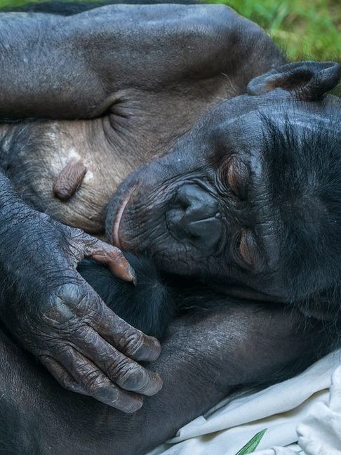 Babyglück bei den Bonobos: Chimba mit Jungtier.