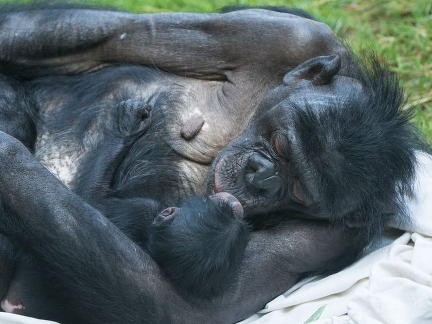 Babyglück bei den Bonobos: Chimba mit Jungtier.
