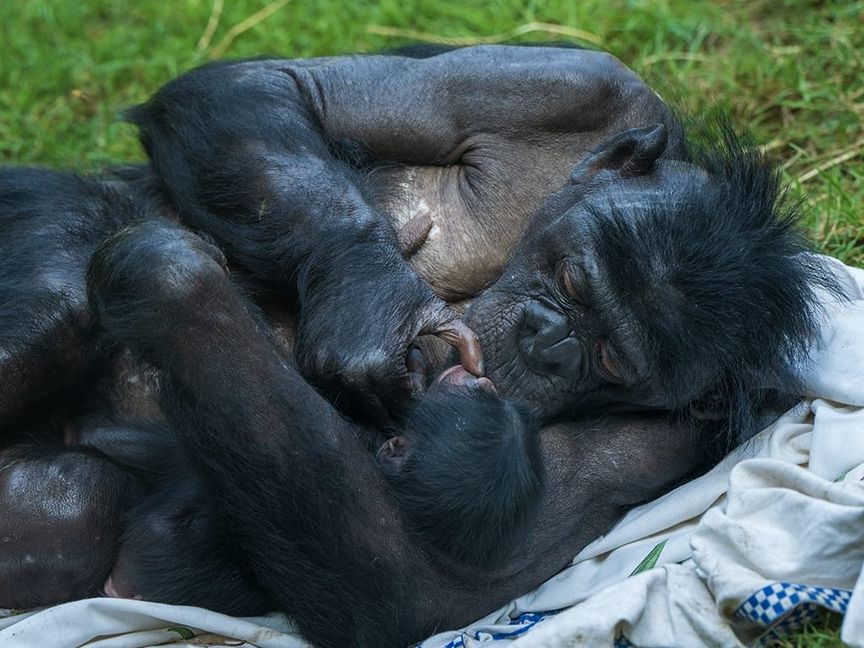 Babyglück bei den Bonobos: Chimba mit Jungtier.