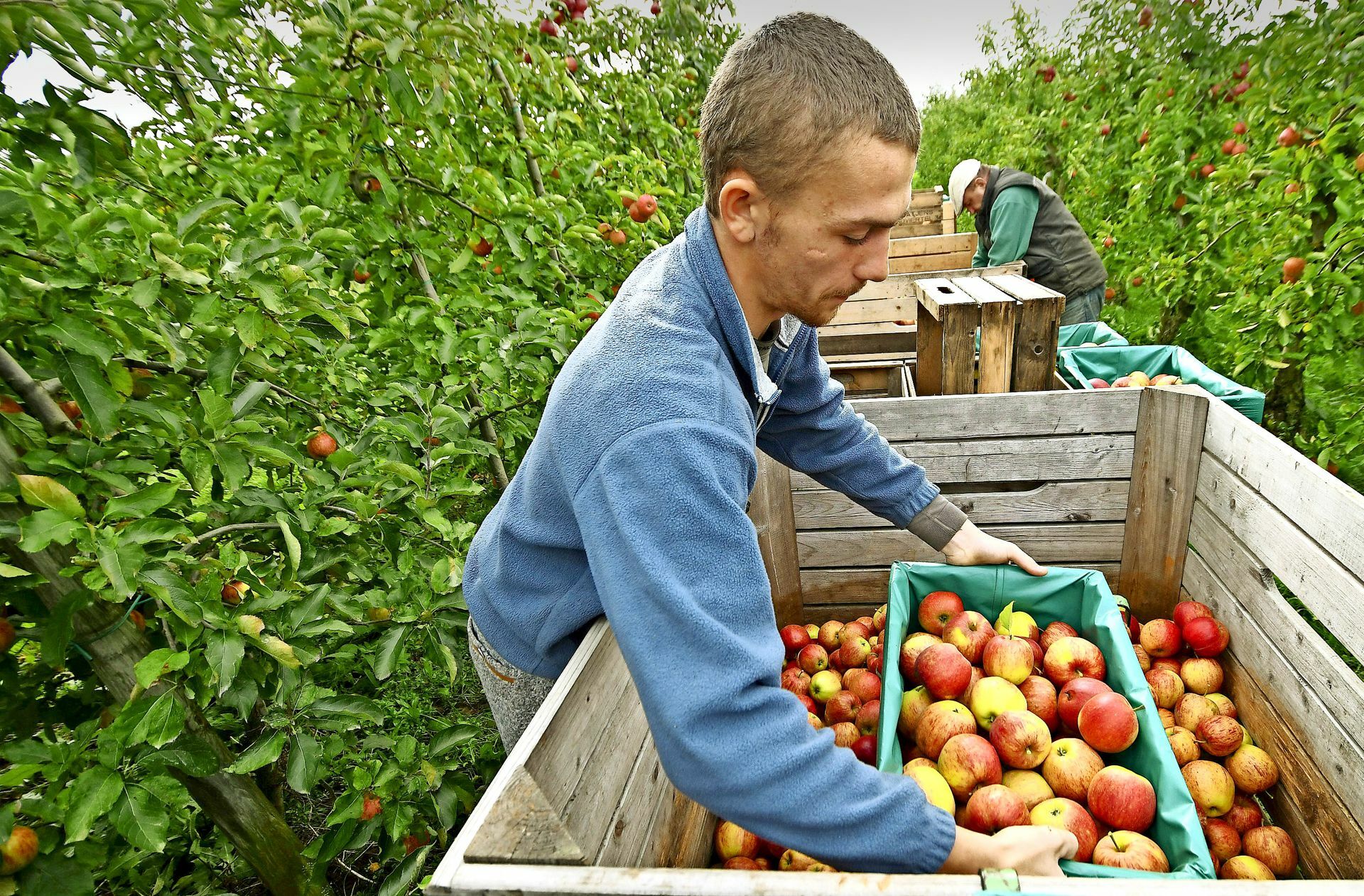 Die Arbeit auf den Feldern und Obstplantagen ist stets  hart.
 Foto: dpa//Carmen Jaspersen