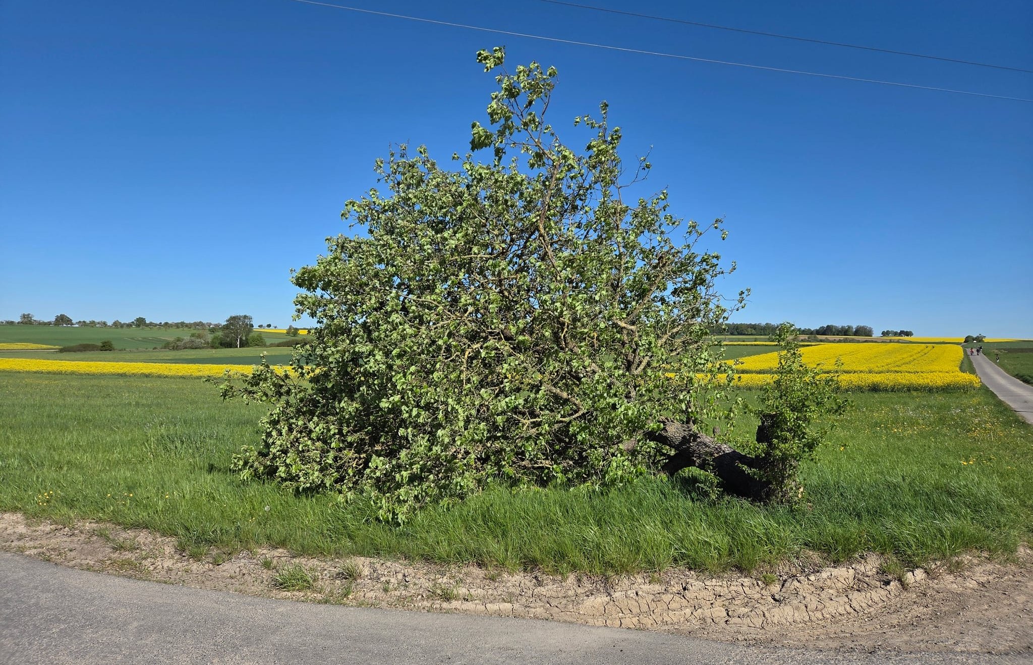 Der abgesägte Baum am Rheinsträßle.	Bild: z