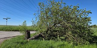 Der abgesägte Baum am Rheinsträßle.