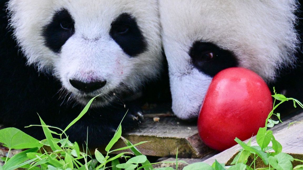 Zum Geburtstag gab es Eismurmeln im Berliner Zoo.